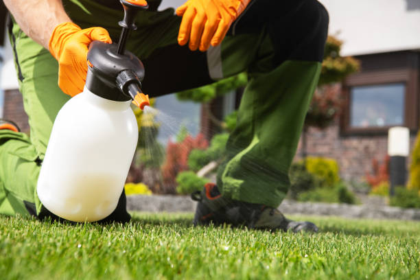 Best Wasp Removal Services  in Santa Anna, TX