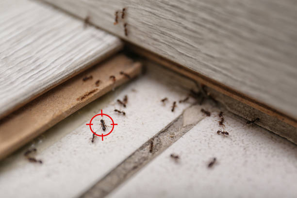 Best Rat Extermination Near Me  in Santa Anna, TX