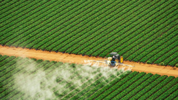 Best Termite Control Services  in Santa Anna, TX