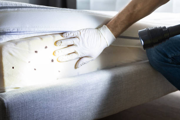 Best Emergency Pest Control  in Santa Anna, TX