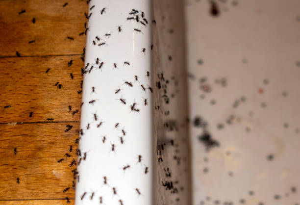  Santa Anna, TX Pest Control Pros