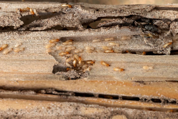 Best Exterminator Services  in Santa Anna, TX